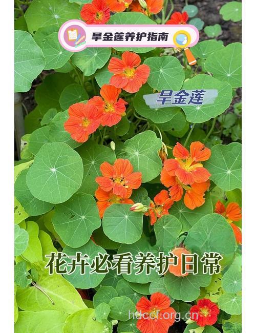 旱荷叶的功效与作用