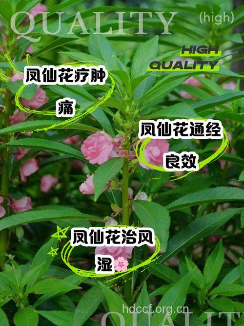 牯岭凤仙花的功效与作用