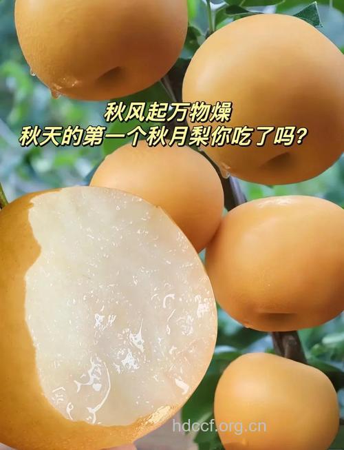 秋季养生保健之八月梨