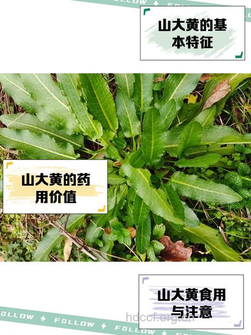 高山大黄的功效与作用