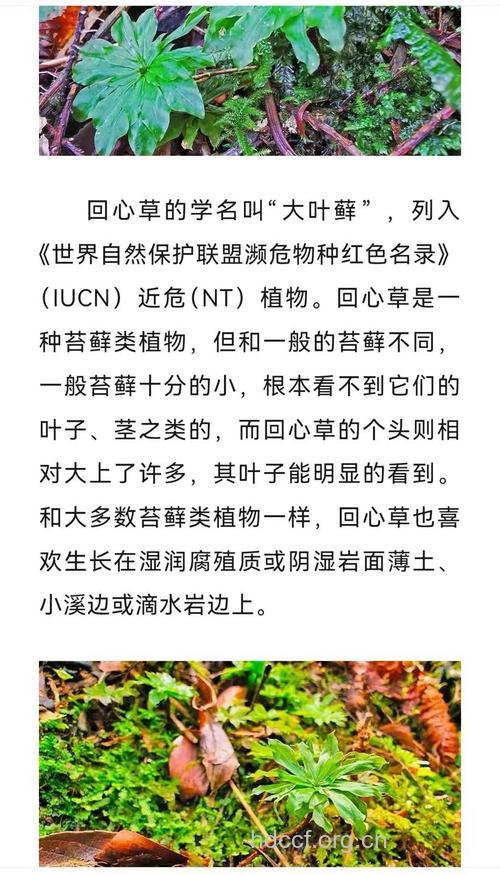 回心草的功效与作用