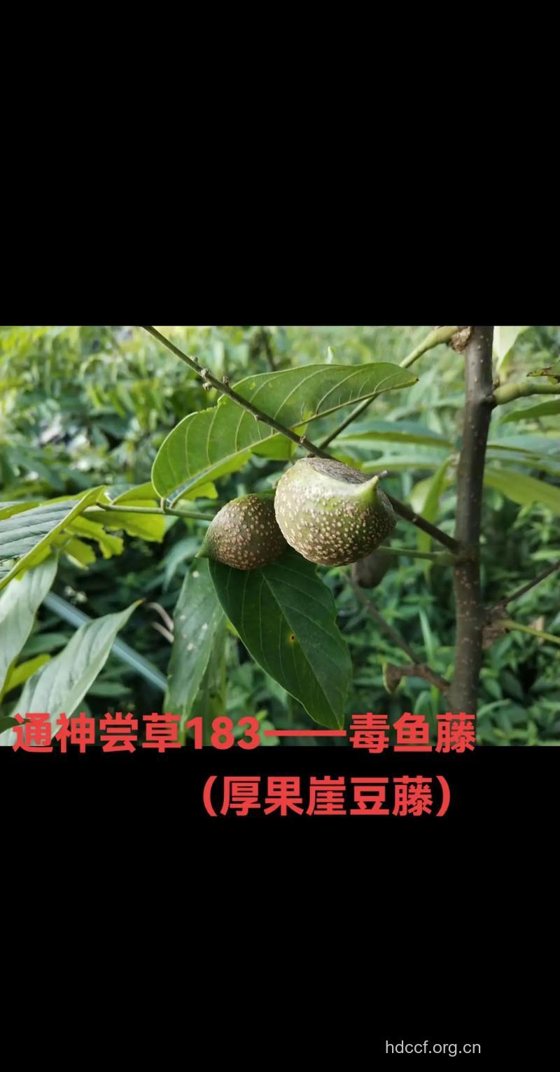 毒鱼藤的功效与作用