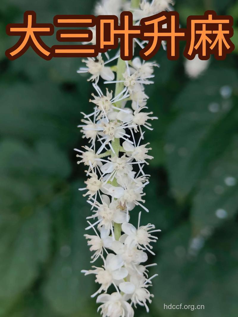 大三叶升麻的功效与作用