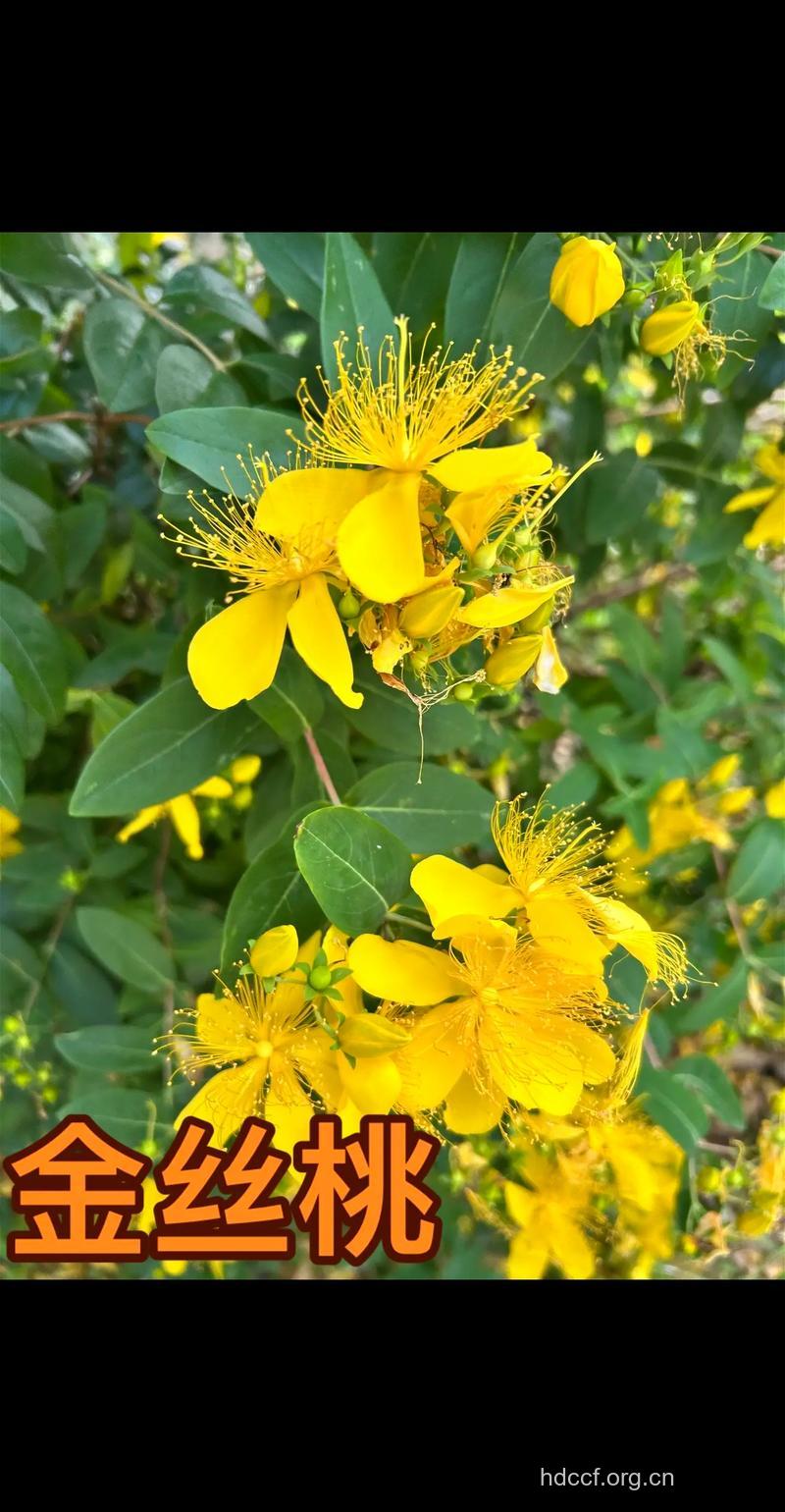 单花金丝桃的功效与作用