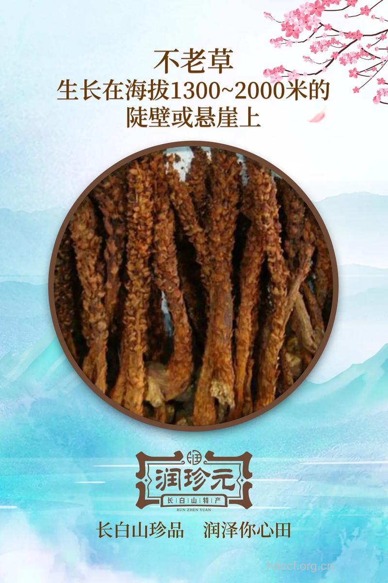 草苁蓉的功效与作用