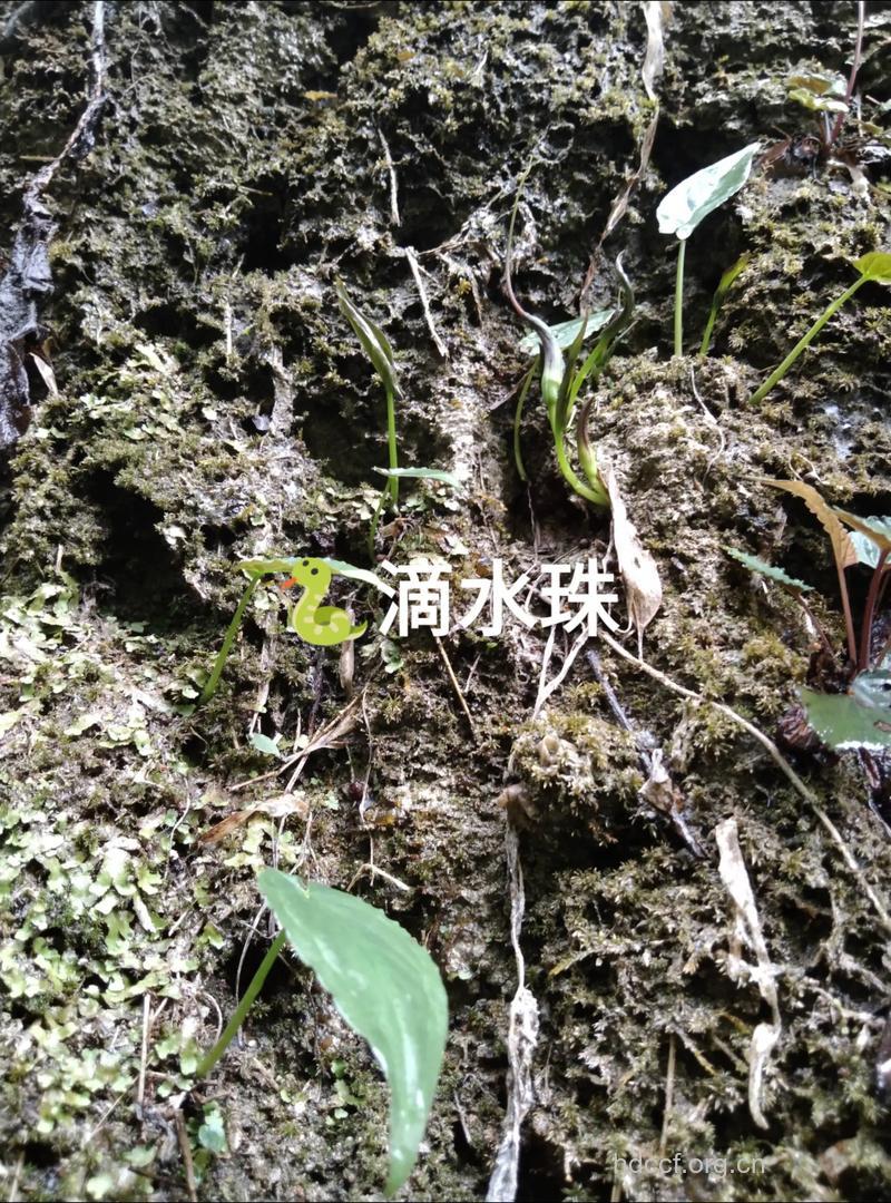 滴水珠的功效与作用