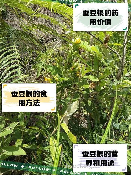 蚕豆茎的功效与作用
