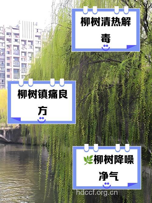 垂柳的功效与作用