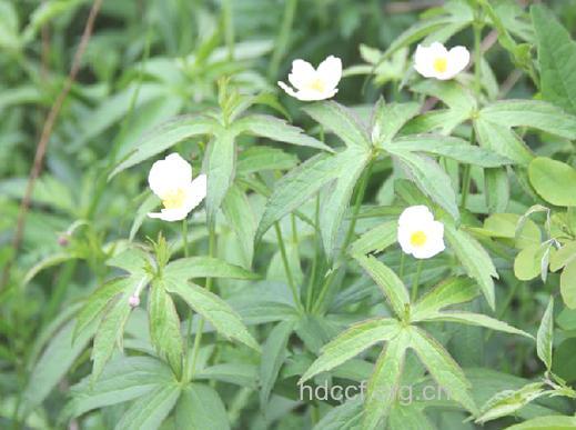 二歧根莲花根的功效与作用