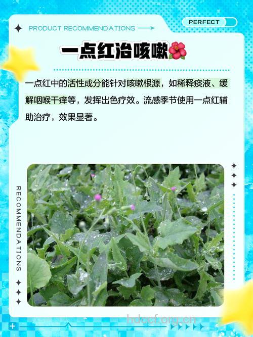 红敷地发的功效与作用