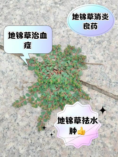 地锦苋的功效与作用