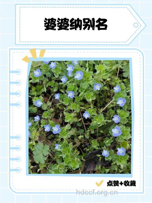灰毛婆婆纳的功效与作用