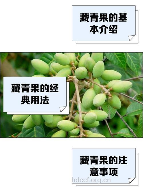 藏青果的功效与作用