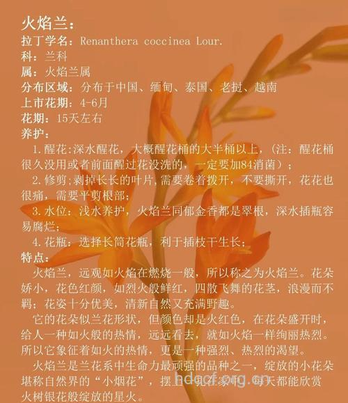 火焰兰的功效与作用