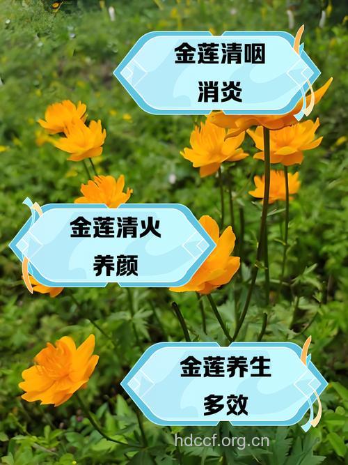 金莲花的治病功效及作用
