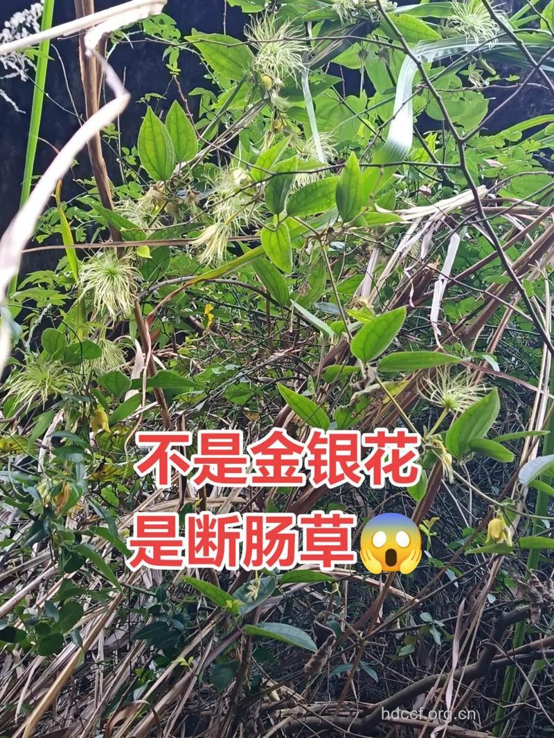 钩钱草的功效与作用