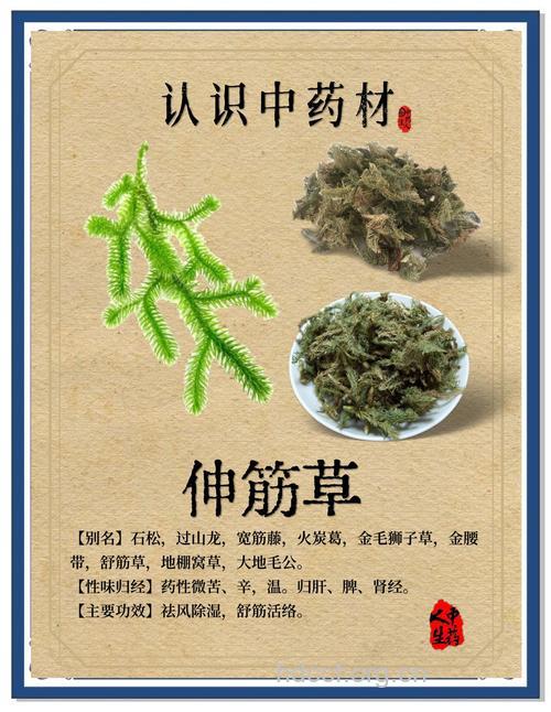 大伸筋的功效与作用