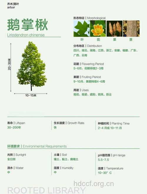 鹅掌楸的功效与作用