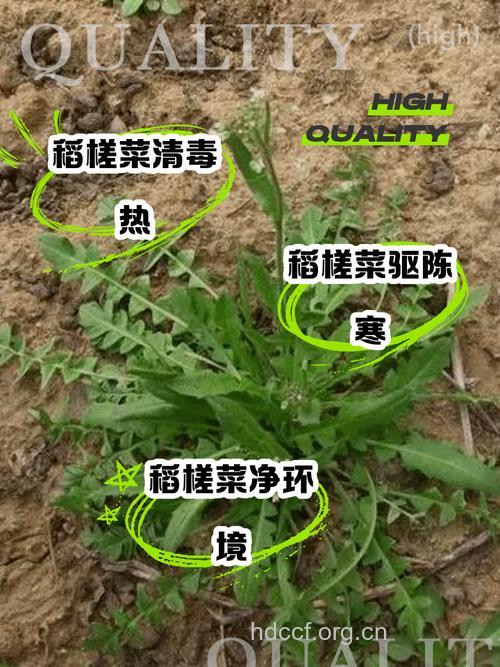稻槎菜的功效与作用