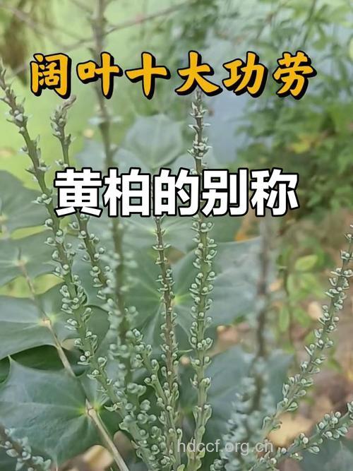 刺黄柏叶的功效与作用