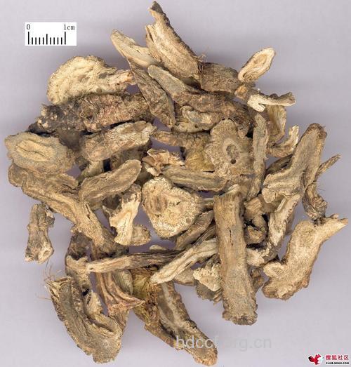 狗缨子的功效与作用