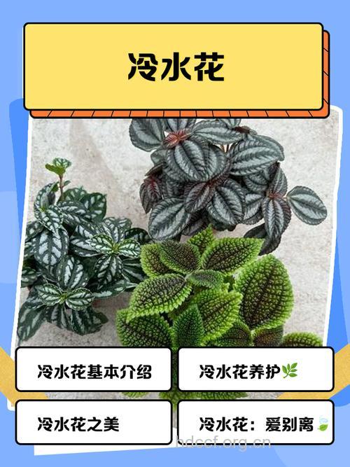 点乳冷水花的功效与作用