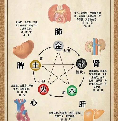 五行人 中医养生各不同