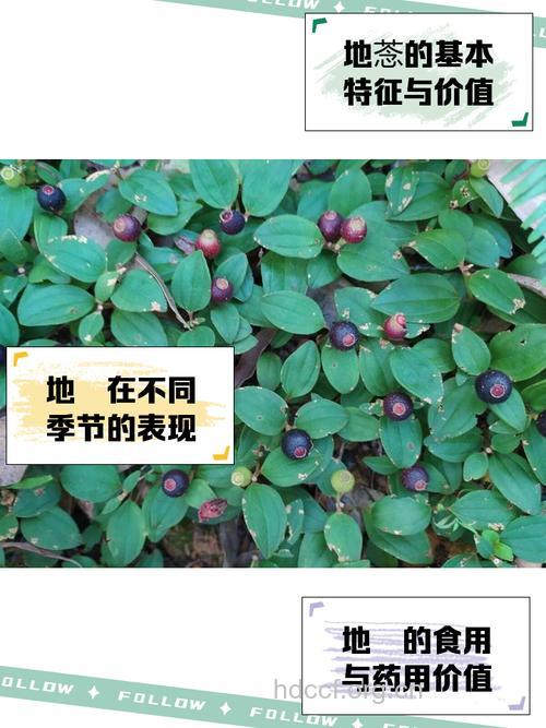 地花生的功效与作用
