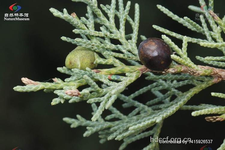 滇藏方枝柏的功效与作用