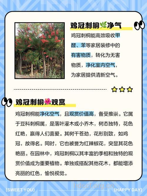 刺桐花的功效与作用