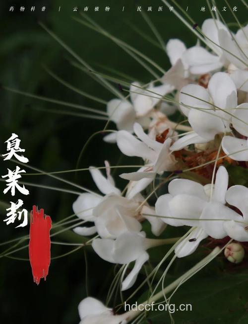 臭茉莉的功效与作用