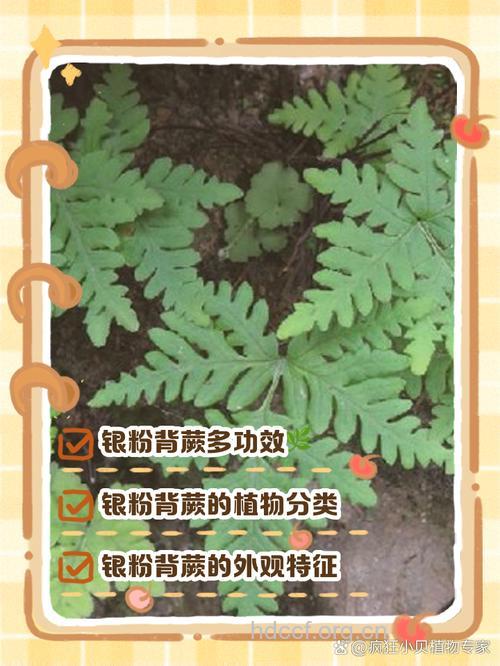 粉背蕨的功效与作用