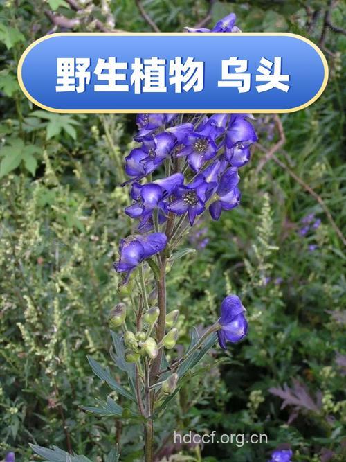 船盔乌头的功效与作用