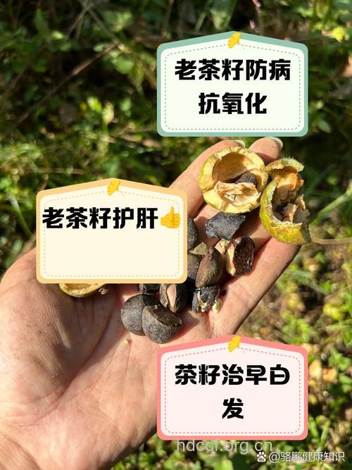 茶子的功效与作用
