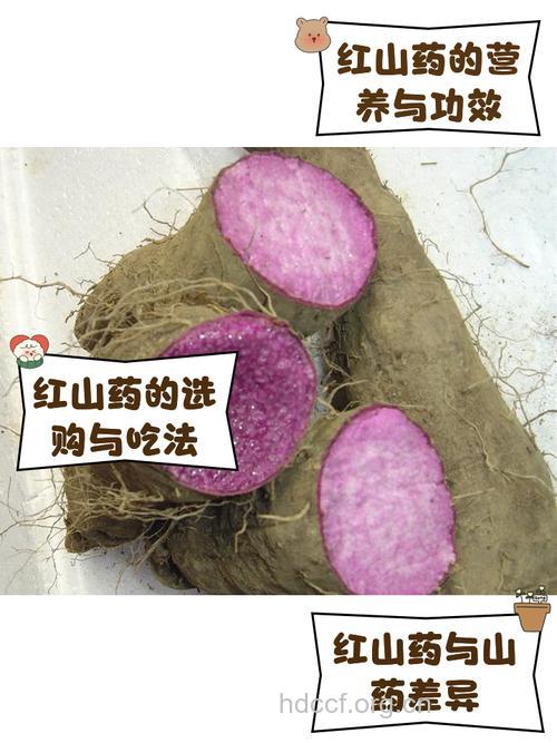 红寒药的功效与作用