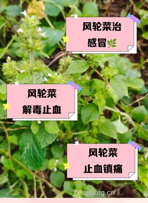 光风轮菜的功效与作用