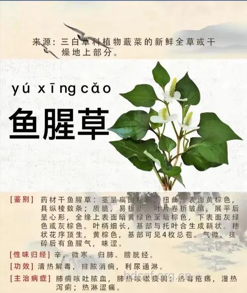 过山消根的功效与作用
