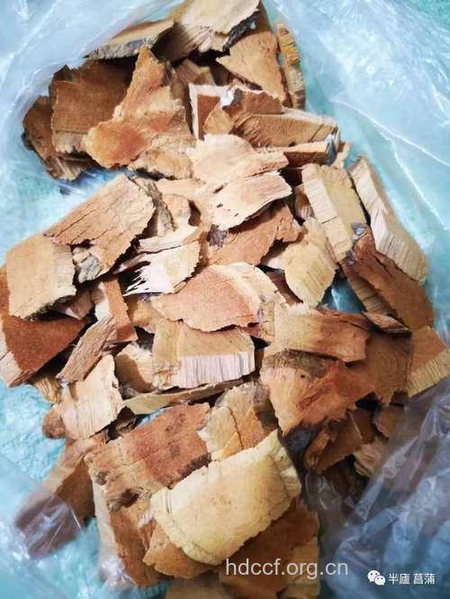 刺山茶根皮的功效与作用
