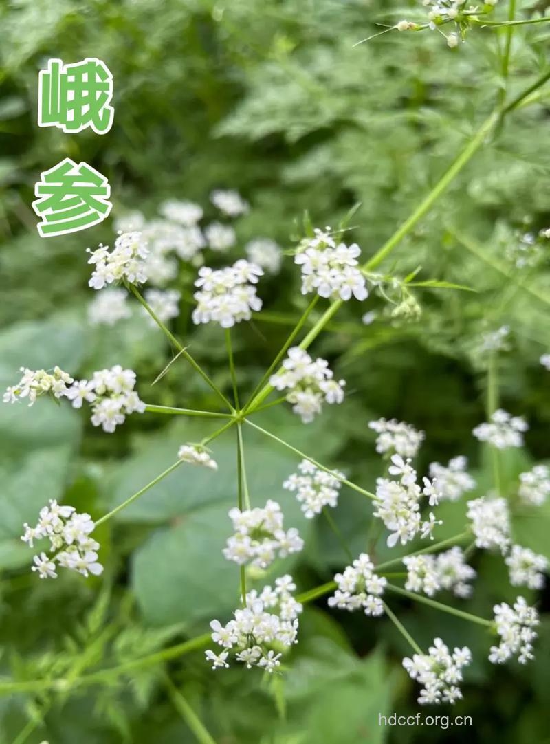 峨三七的功效与作用