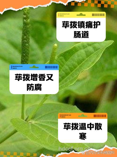 短柄菝葜的功效与作用