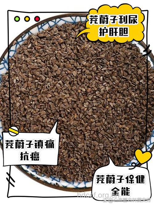 茺蔚子的功效与作用