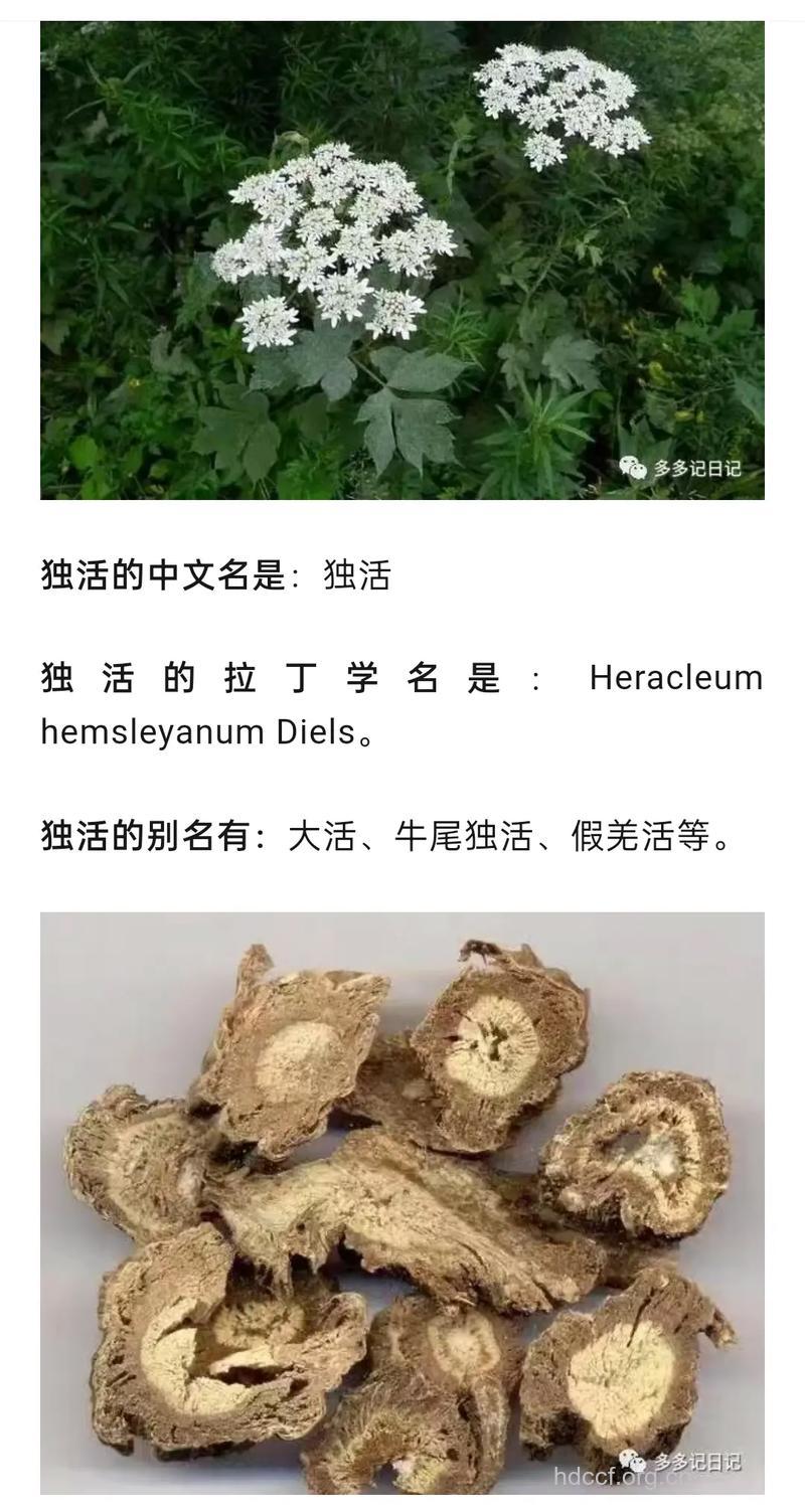 椴叶独活的功效与作用