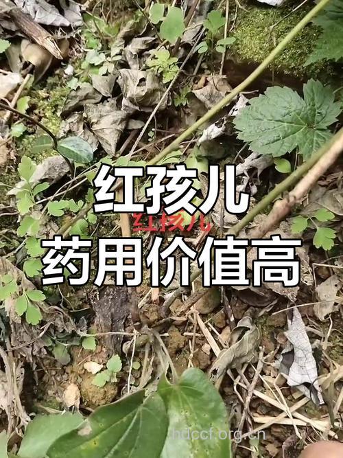 红孩儿的功效与作用