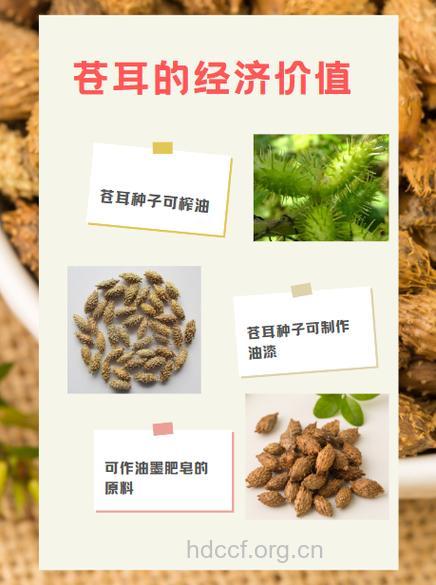 苍耳囊虫的功效与作用