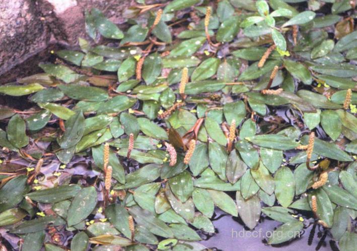 钉耙七的功效与作用