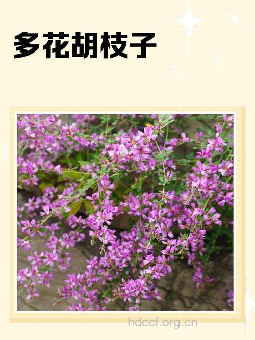 多花胡枝子的功效与作用