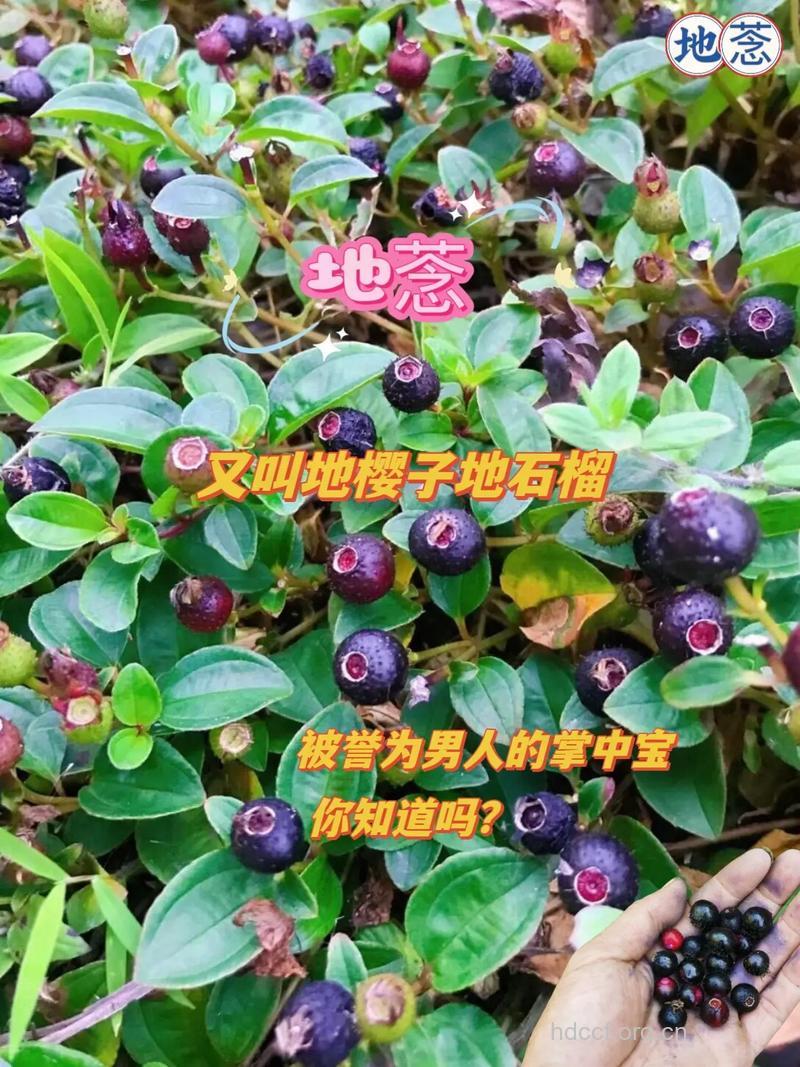 地莓子的功效与作用