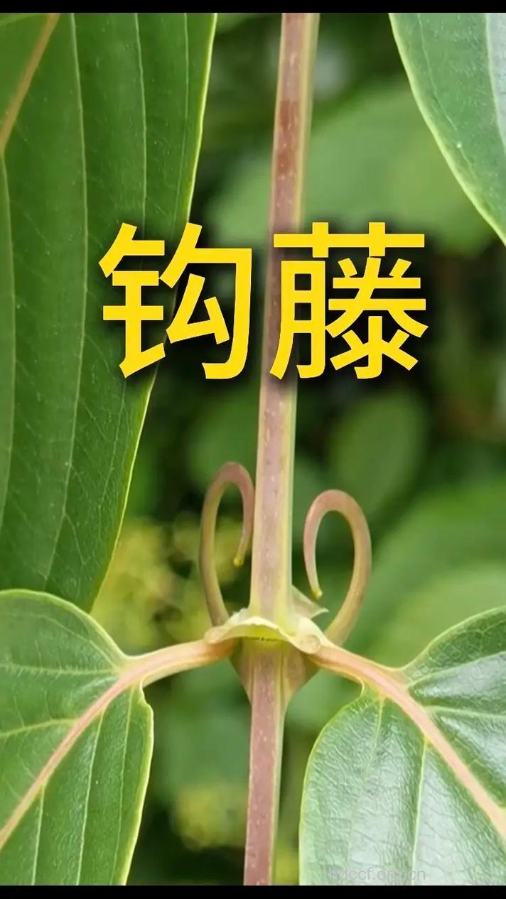 倒挂金钩的功效与作用
