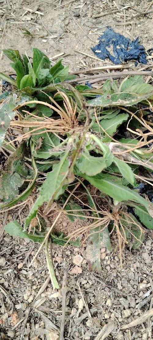 草鞋青的功效与作用