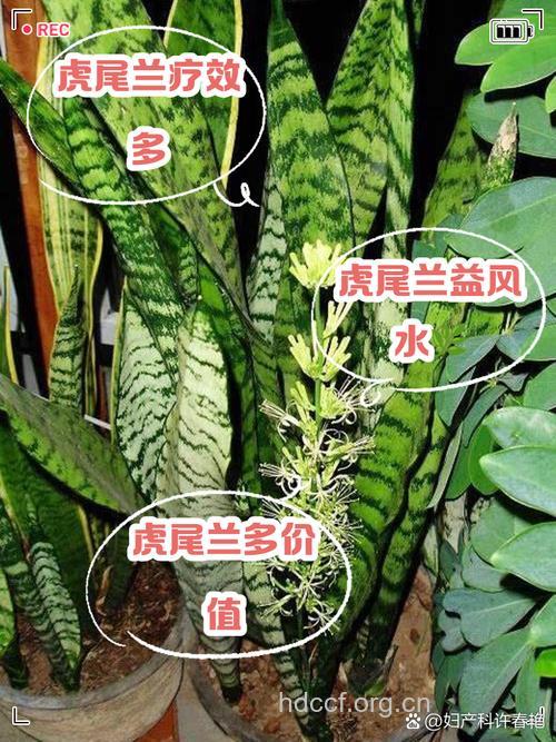 虎尾兰的功效与作用